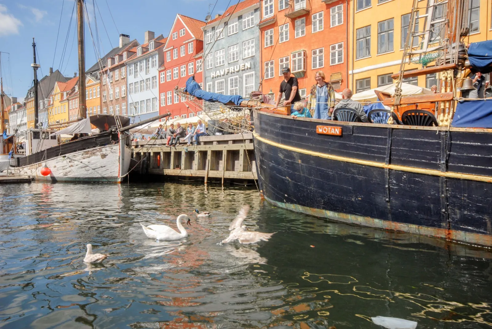 Swans in front of old ships in Nyhavn